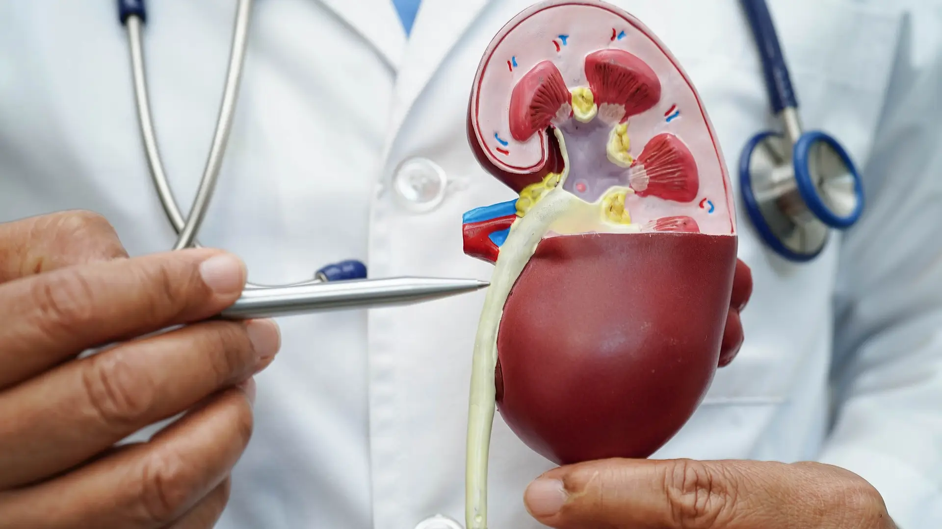 nephrology coding services